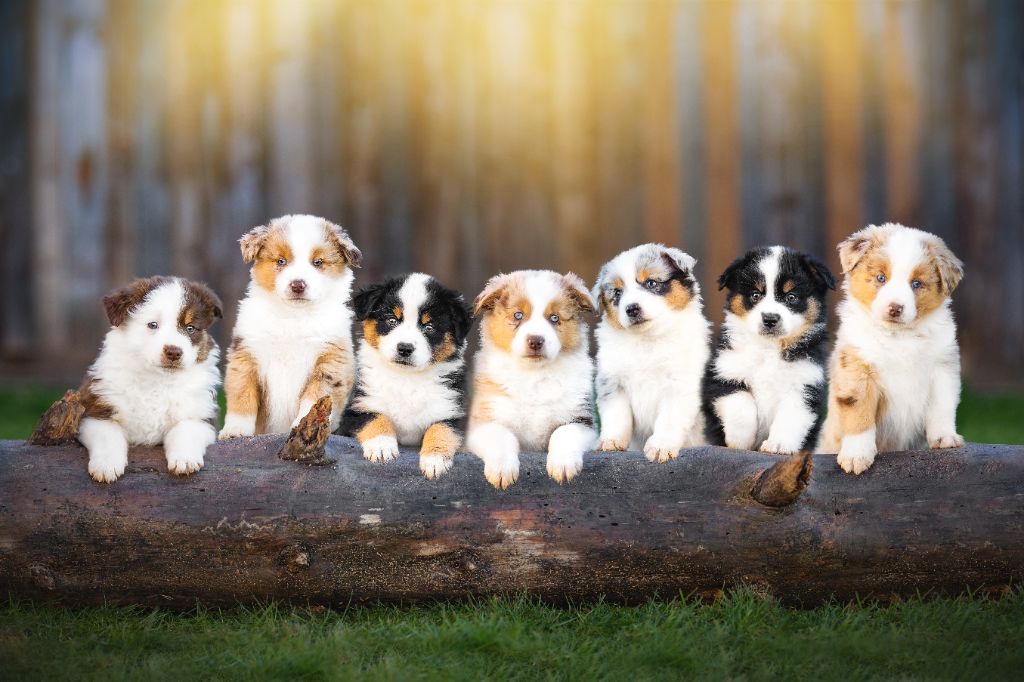 chiot Berger Américain Miniature  Du Clan De La Cosa Nostra