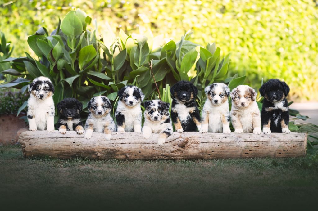 chiot Berger Américain Miniature  Du Clan De La Cosa Nostra