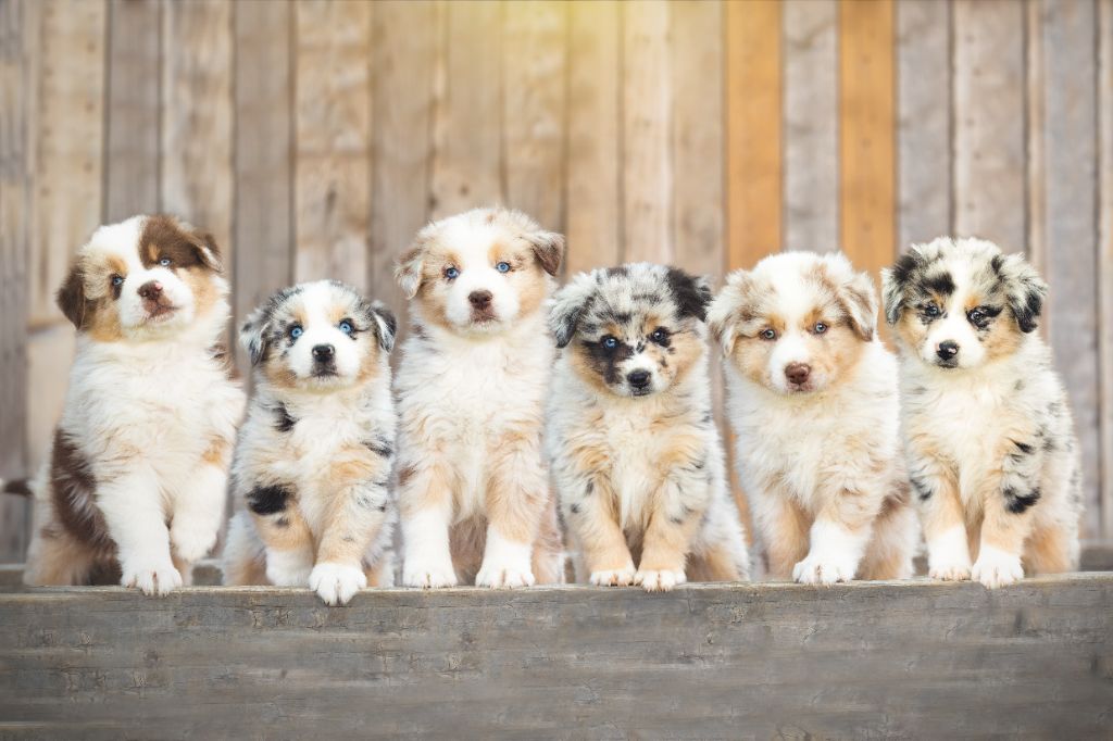 chiot Berger Américain Miniature  Du Clan De La Cosa Nostra