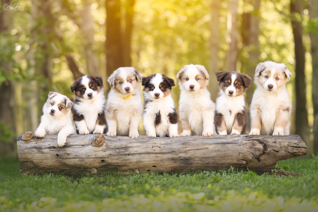 chiot Berger Américain Miniature  Du Clan De La Cosa Nostra