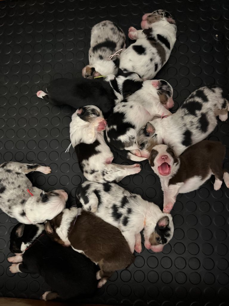 Naissance de petits héritiers au Clan