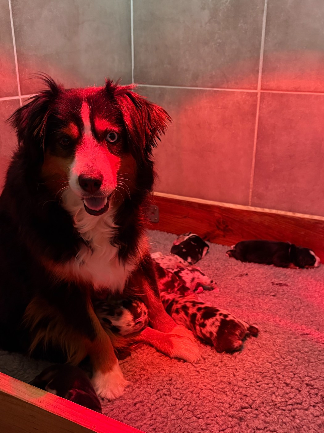 9 Mafieux sont nés !!!