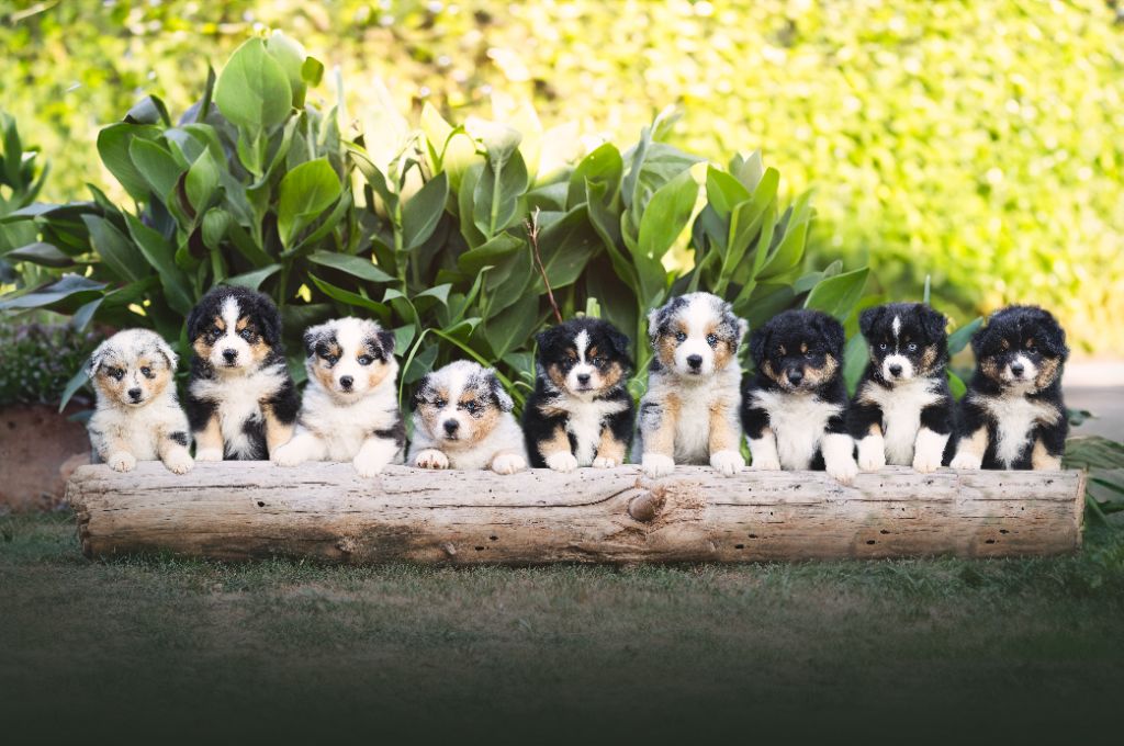 Du Clan De La Cosa Nostra - Berger Américain Miniature  - Portée née le 05/07/2024