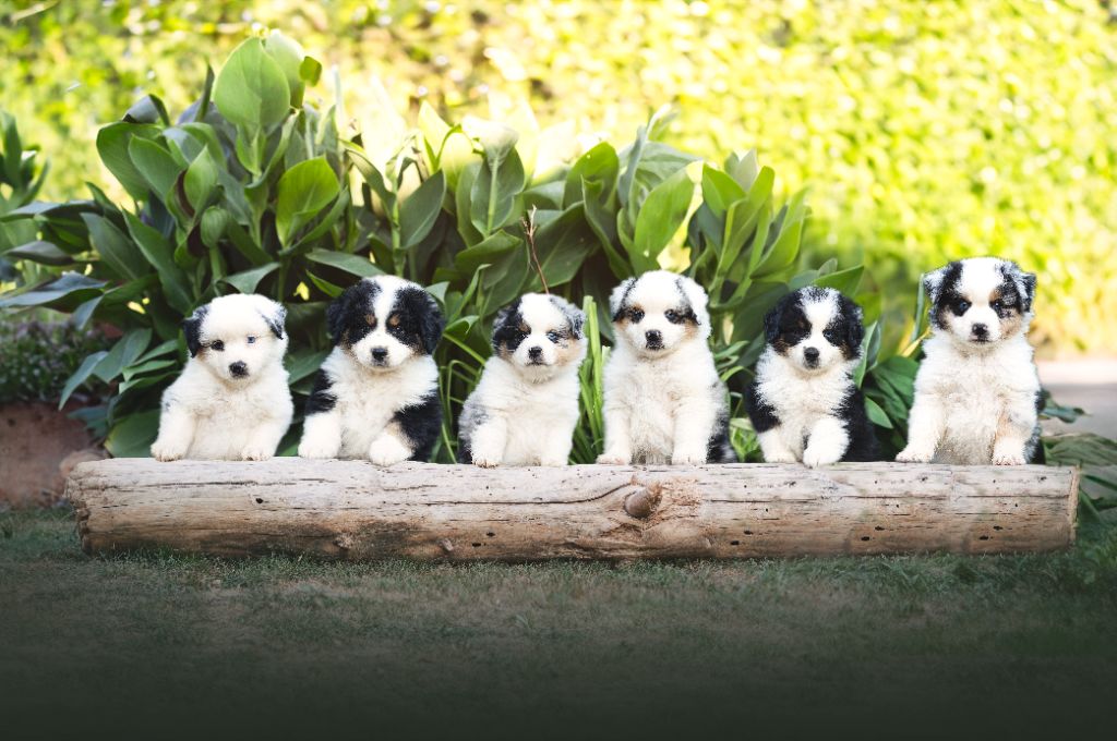 Du Clan De La Cosa Nostra - Berger Américain Miniature  - Portée née le 05/07/2024