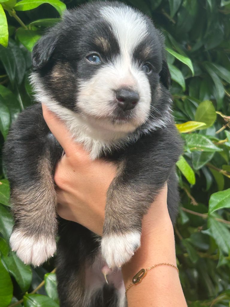 Du Clan De La Cosa Nostra - Chiots disponibles - Berger Américain Miniature 