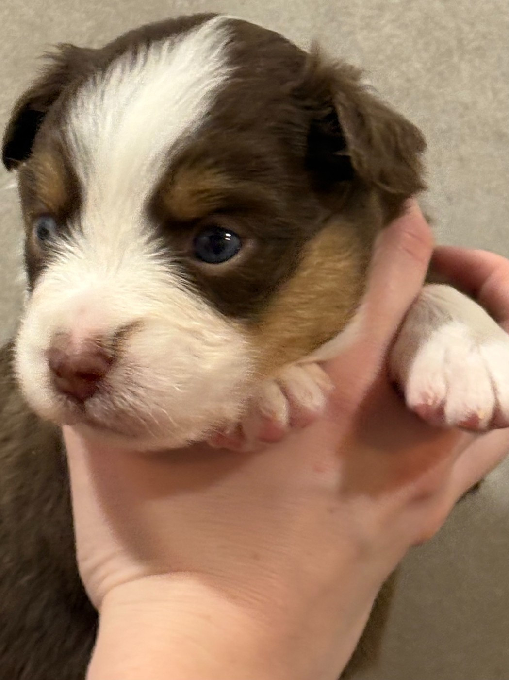 Du Clan De La Cosa Nostra - Chiots disponibles - Berger Américain Miniature 