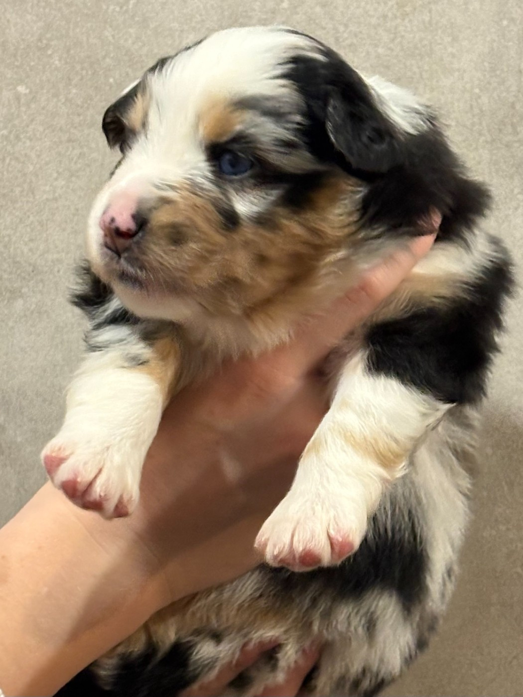 Du Clan De La Cosa Nostra - Chiots disponibles - Berger Américain Miniature 