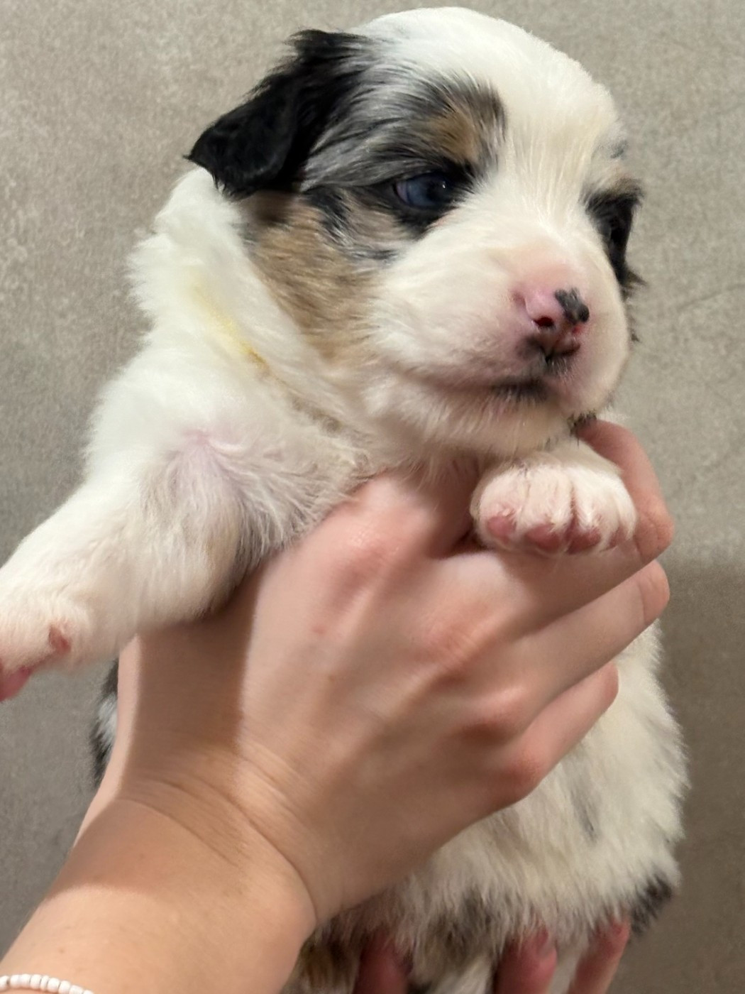 Du Clan De La Cosa Nostra - Chiots disponibles - Berger Américain Miniature 