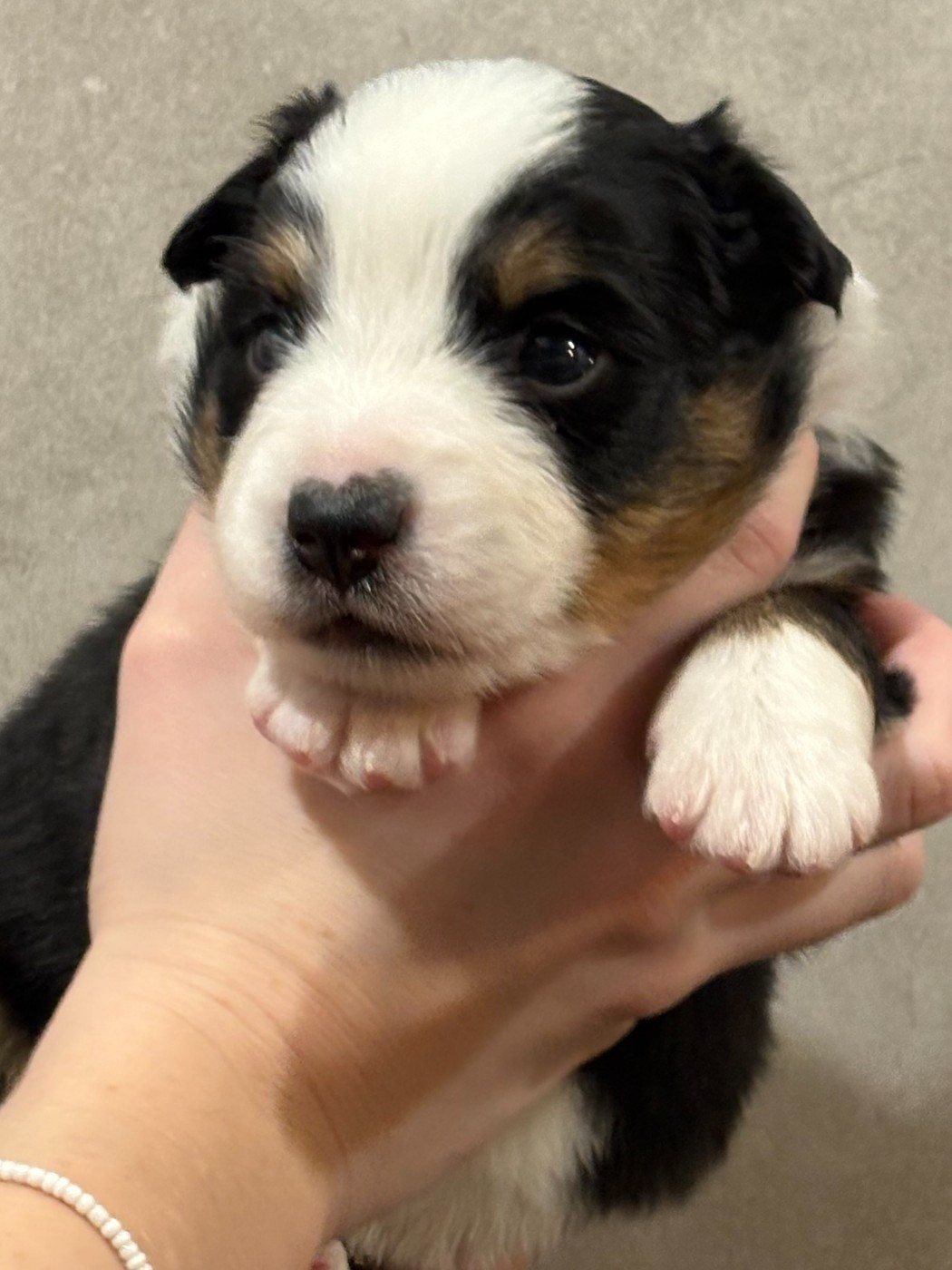 Du Clan De La Cosa Nostra - Chiots disponibles - Berger Américain Miniature 