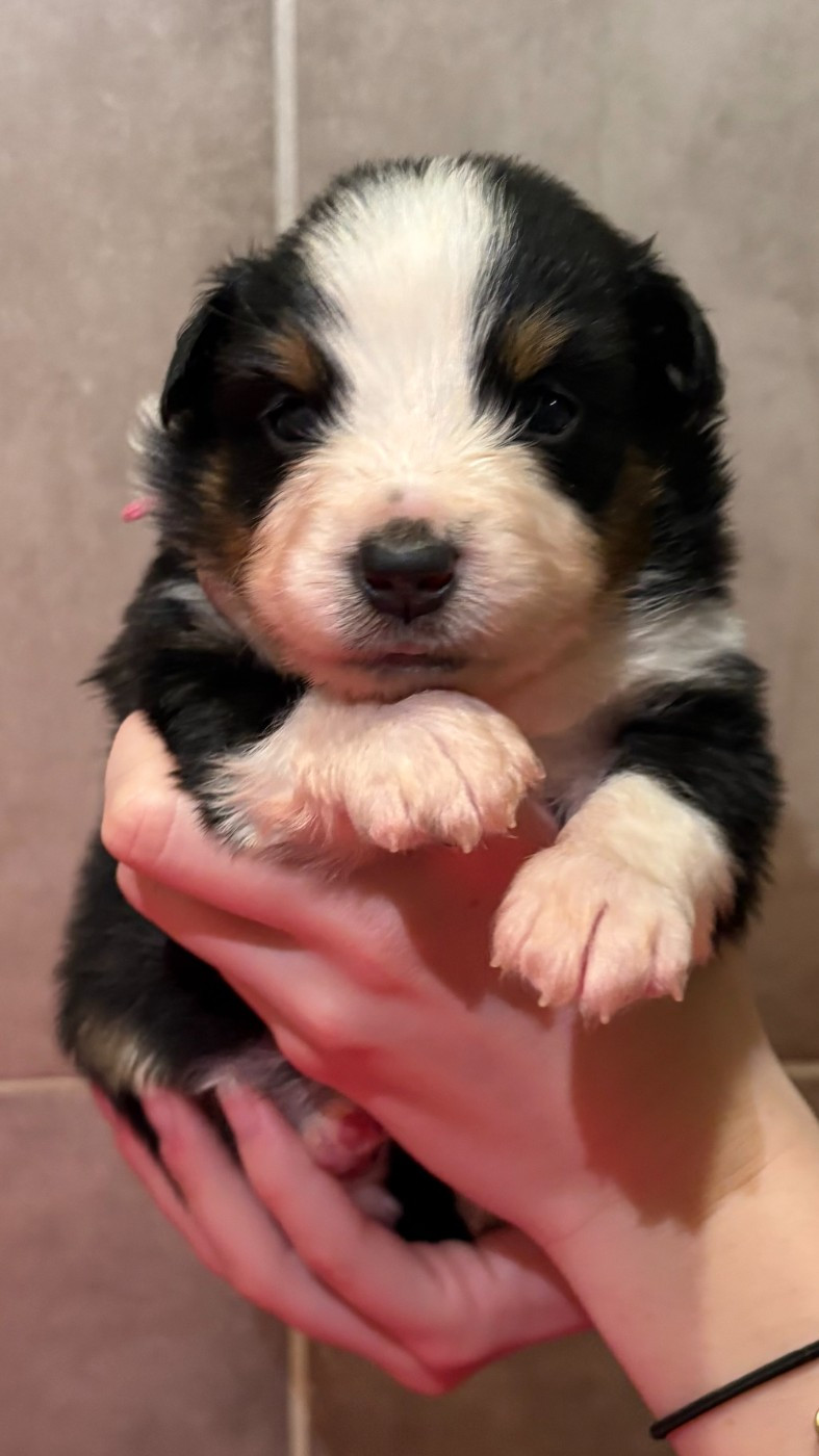 Du Clan De La Cosa Nostra - Chiots disponibles - Berger Américain Miniature 