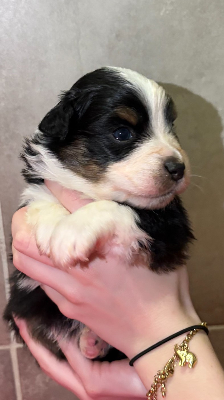 Du Clan De La Cosa Nostra - Chiots disponibles - Berger Américain Miniature 