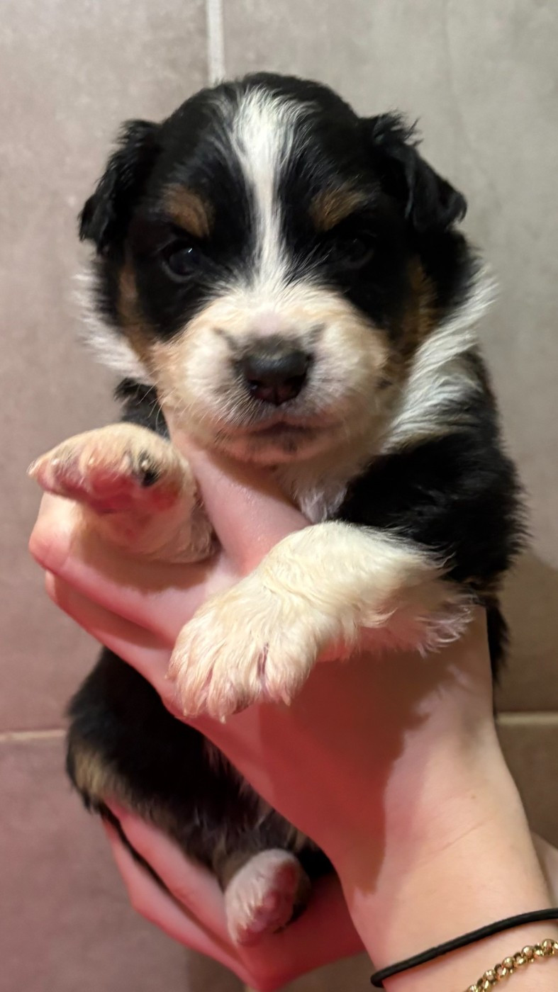 Du Clan De La Cosa Nostra - Chiots disponibles - Berger Américain Miniature 