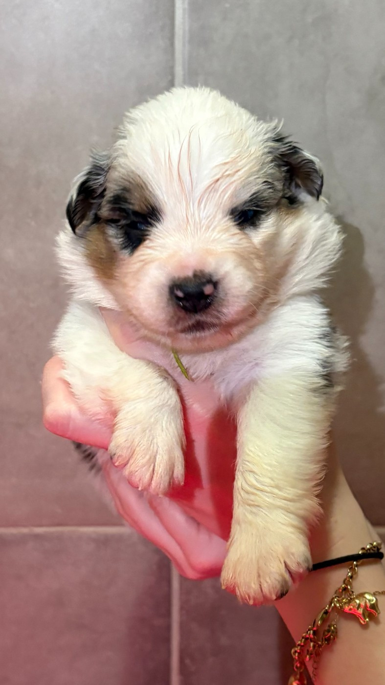 Du Clan De La Cosa Nostra - Chiots disponibles - Berger Américain Miniature 