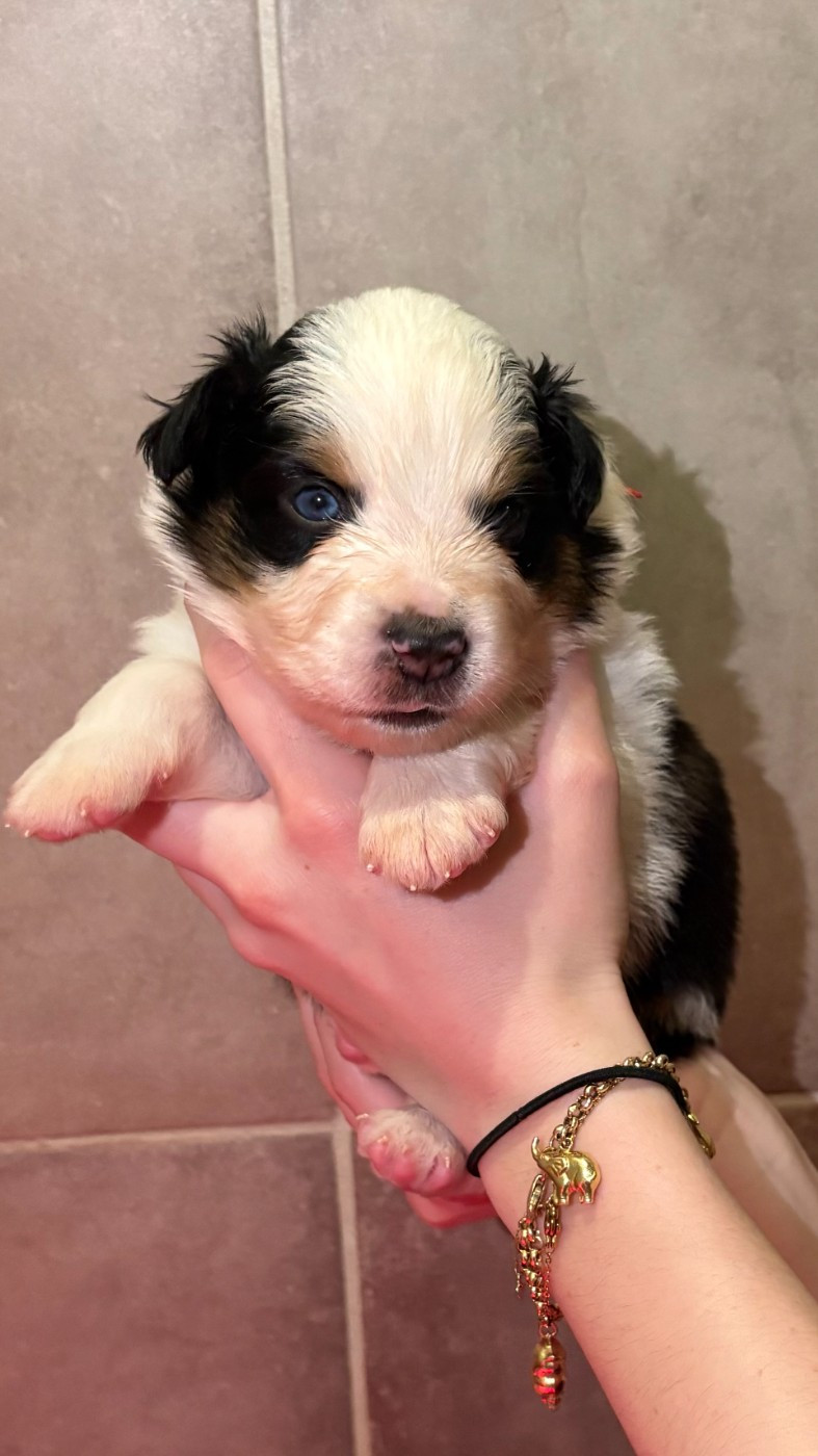 Du Clan De La Cosa Nostra - Chiots disponibles - Berger Américain Miniature 