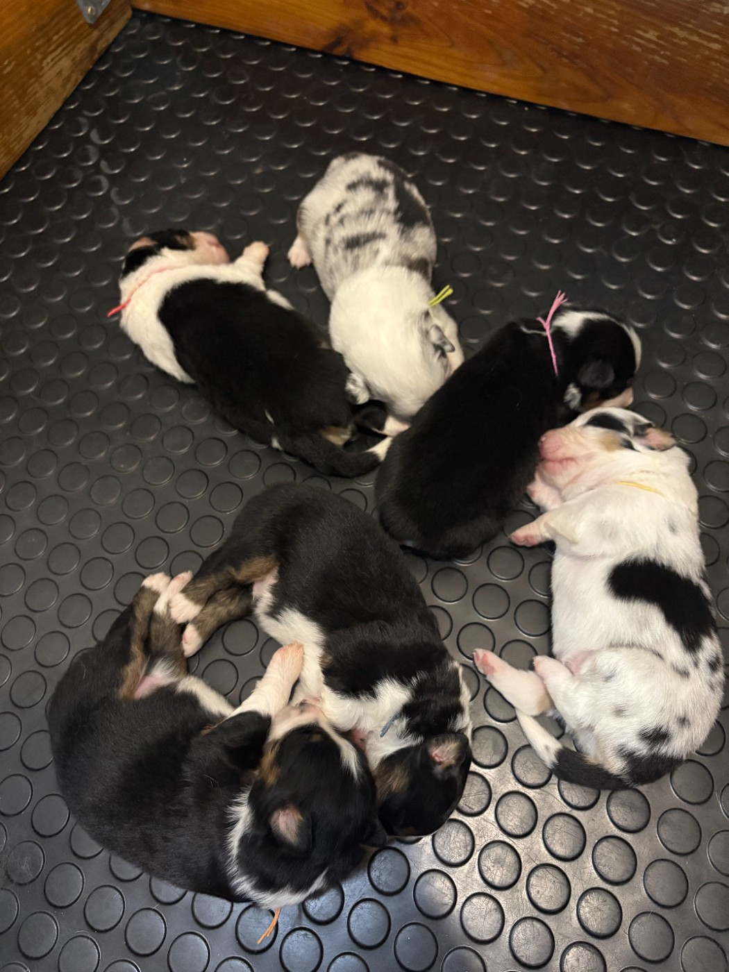 Du Clan De La Cosa Nostra - Berger Américain Miniature  - Portée née le 19/02/2026