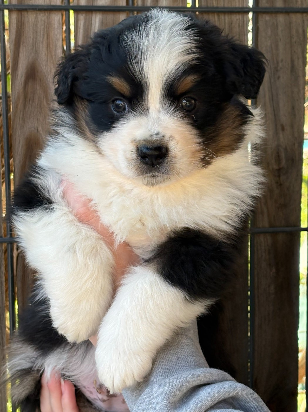 Du Clan De La Cosa Nostra - Chiots disponibles - Berger Américain Miniature 