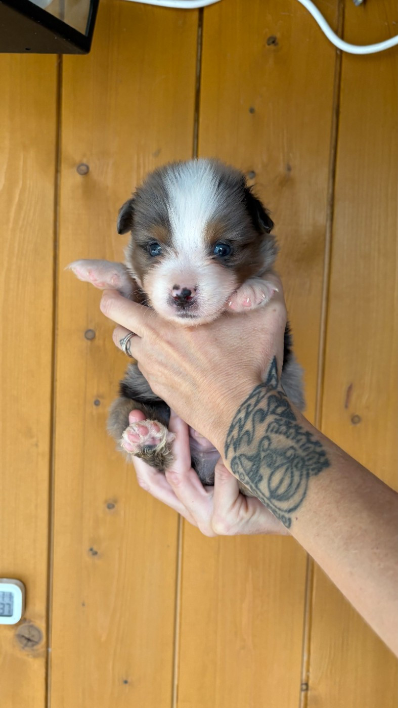 Du Clan De La Cosa Nostra - Chiots disponibles - Berger Américain Miniature 