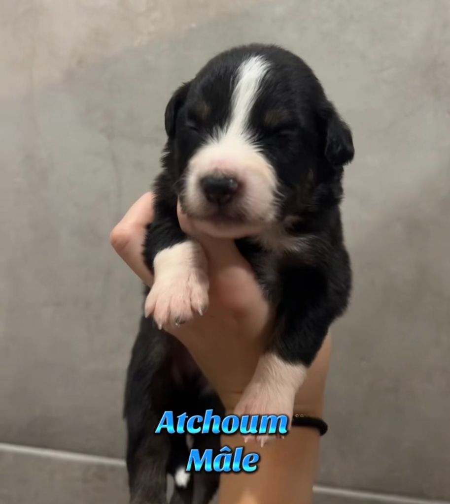 Du Clan De La Cosa Nostra - Chiots disponibles - Berger Américain Miniature 