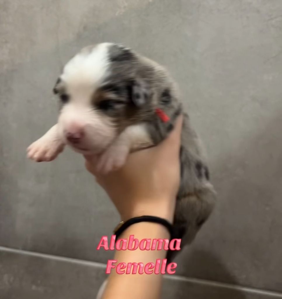 Du Clan De La Cosa Nostra - Chiots disponibles - Berger Américain Miniature 