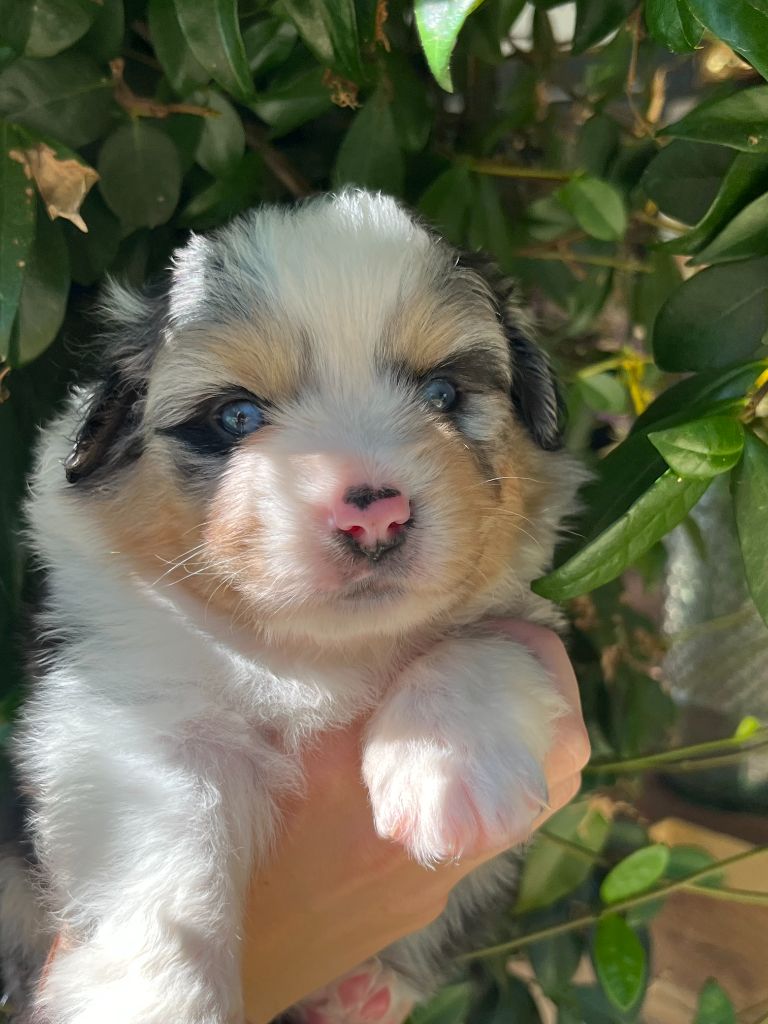 Du Clan De La Cosa Nostra - Chiots disponibles - Berger Américain Miniature 