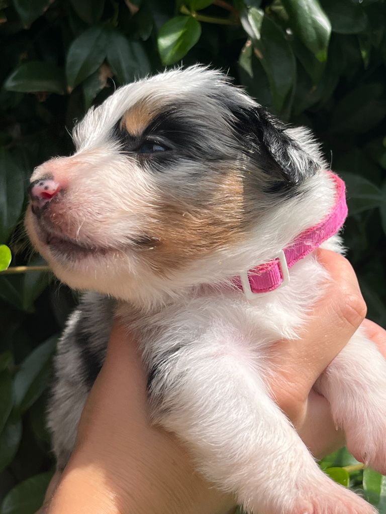 Du Clan De La Cosa Nostra - Chiots disponibles - Berger Américain Miniature 