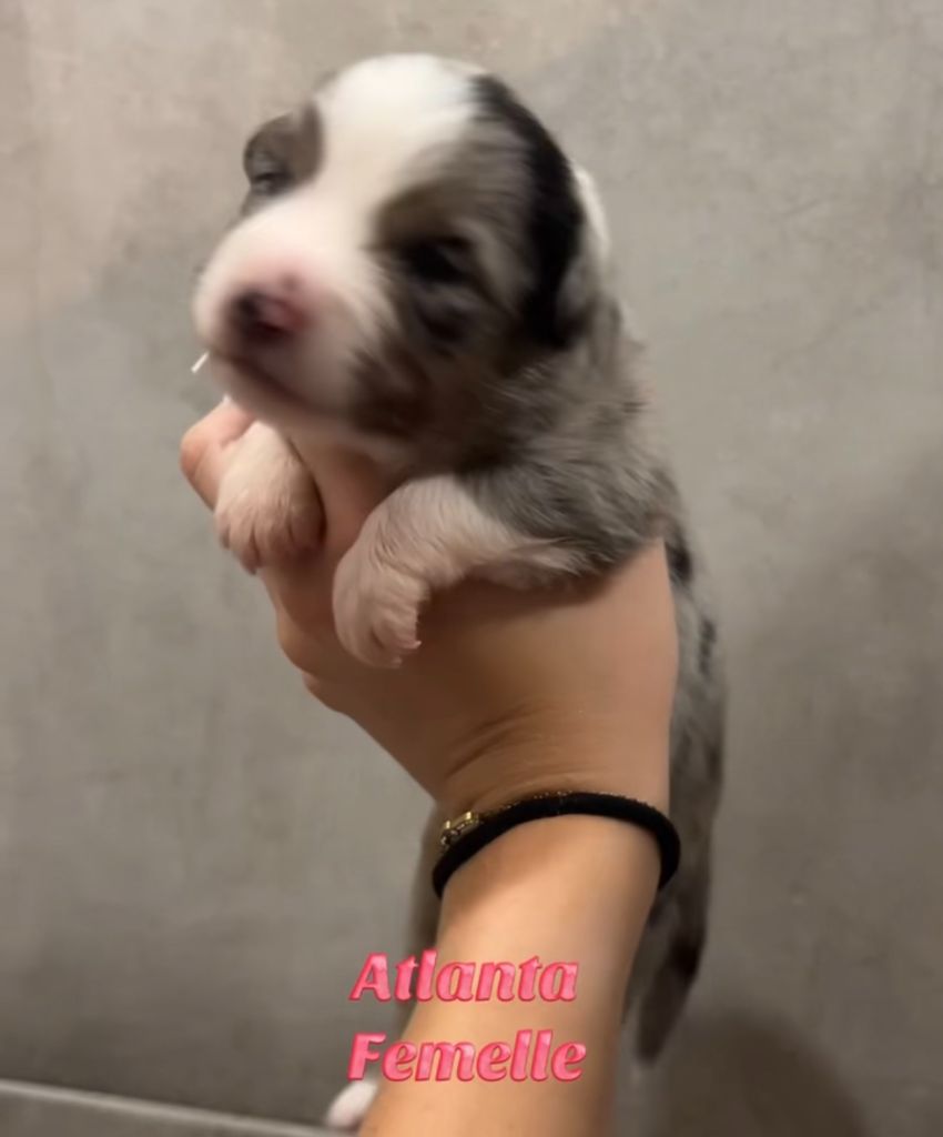 Du Clan De La Cosa Nostra - Chiots disponibles - Berger Américain Miniature 