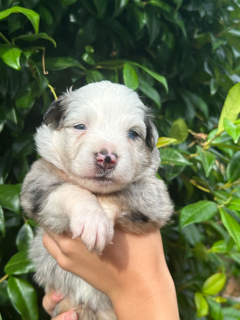 Du Clan De La Cosa Nostra - Chiots disponibles - Berger Américain Miniature 