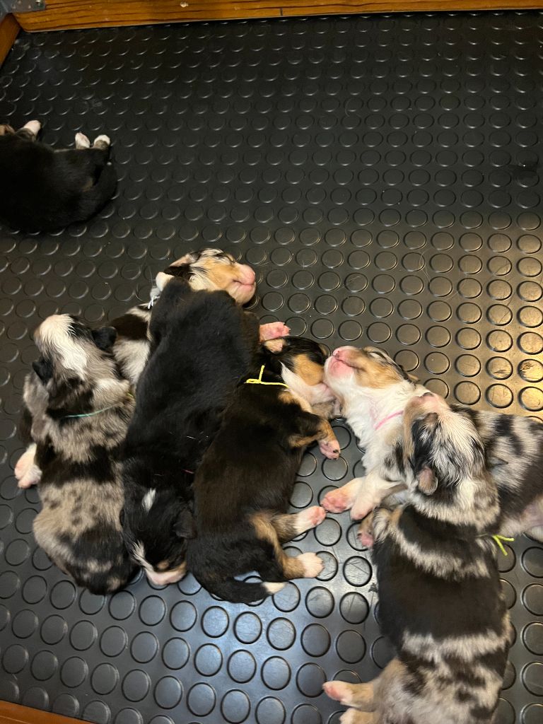 Chiot Berger Américain Miniature  Du Clan De La Cosa Nostra