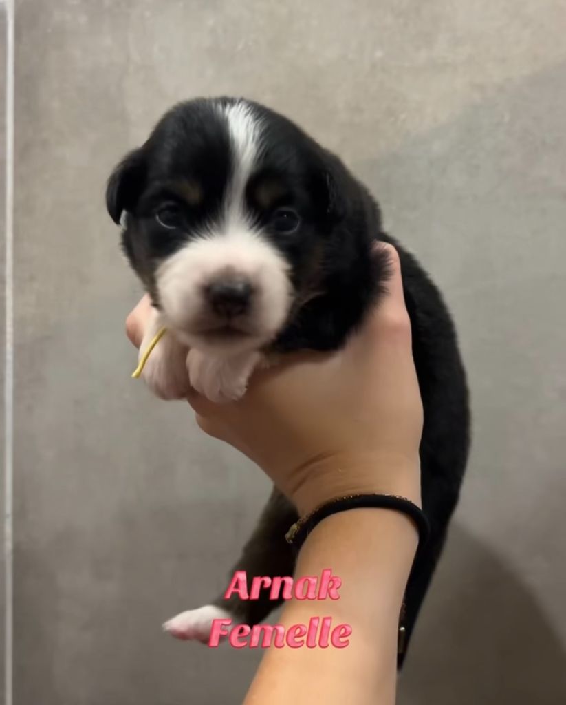 Du Clan De La Cosa Nostra - Chiots disponibles - Berger Américain Miniature 