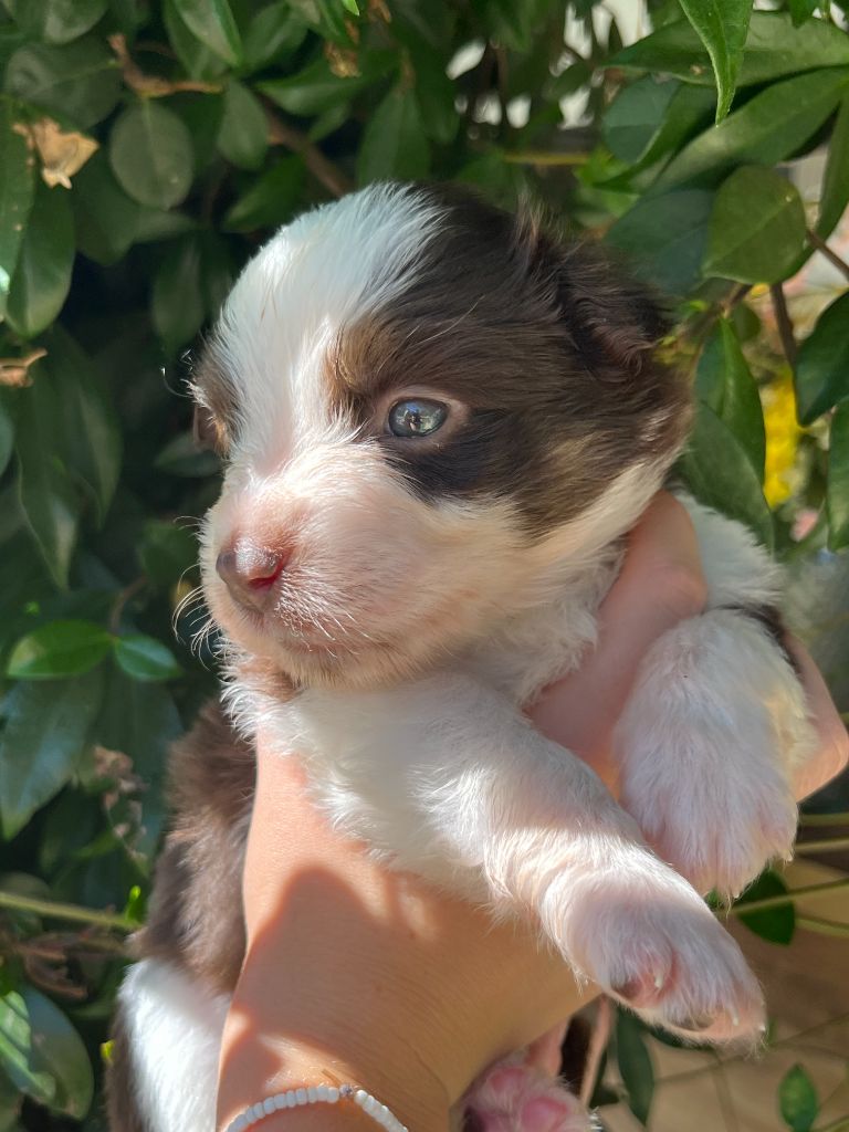 Du Clan De La Cosa Nostra - Chiots disponibles - Berger Américain Miniature 