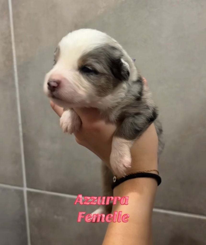 Du Clan De La Cosa Nostra - Chiots disponibles - Berger Américain Miniature 
