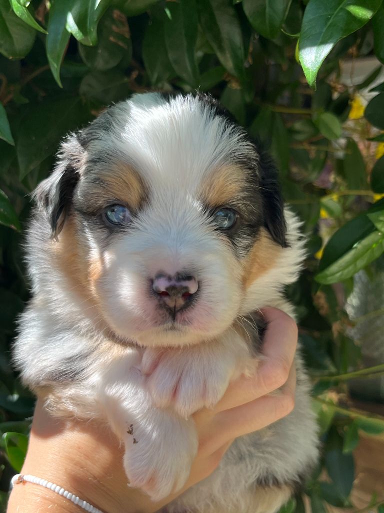 Du Clan De La Cosa Nostra - Chiots disponibles - Berger Américain Miniature 