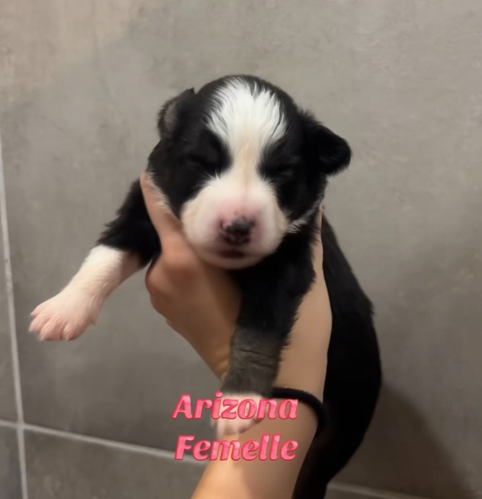 Du Clan De La Cosa Nostra - Chiots disponibles - Berger Américain Miniature 
