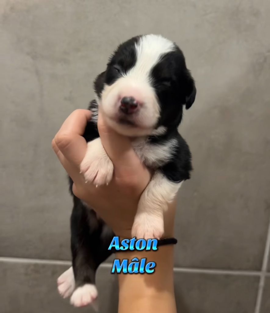 Du Clan De La Cosa Nostra - Chiots disponibles - Berger Américain Miniature 