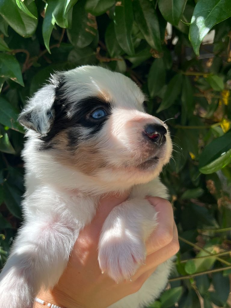 Du Clan De La Cosa Nostra - Chiots disponibles - Berger Américain Miniature 
