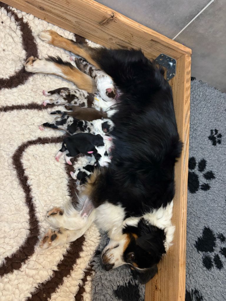 Du Clan De La Cosa Nostra - Berger Américain Miniature  - Portée née le 23/07/2025