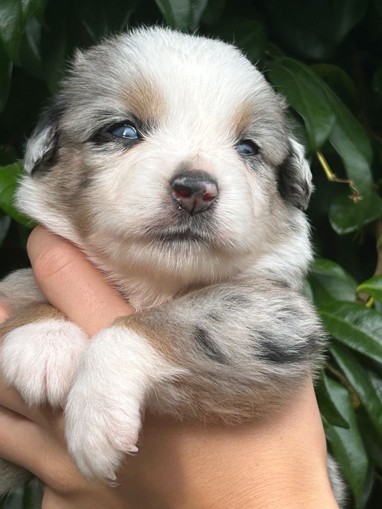 Du Clan De La Cosa Nostra - Chiots disponibles - Berger Américain Miniature 