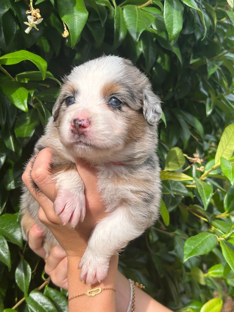 Du Clan De La Cosa Nostra - Chiots disponibles - Berger Américain Miniature 