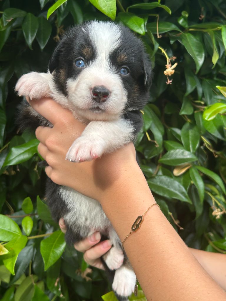 Du Clan De La Cosa Nostra - Chiots disponibles - Berger Américain Miniature 