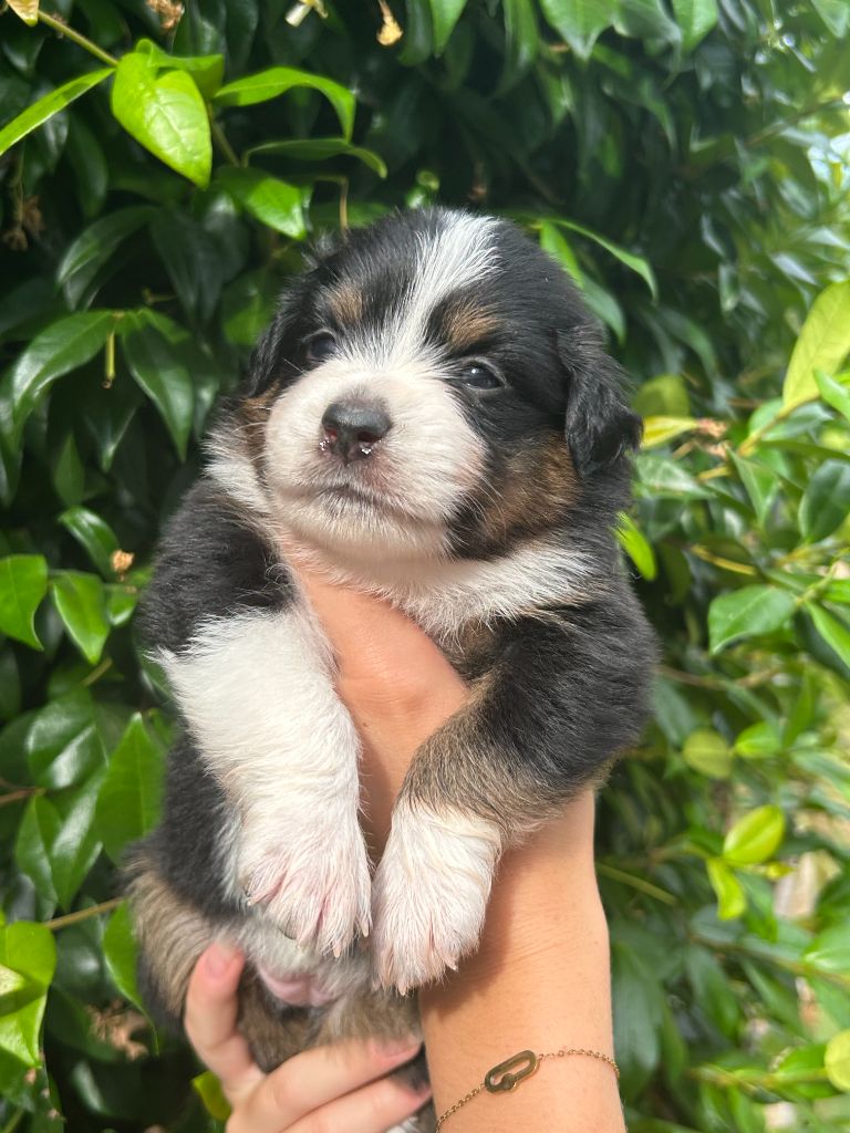 Du Clan De La Cosa Nostra - Chiots disponibles - Berger Américain Miniature 