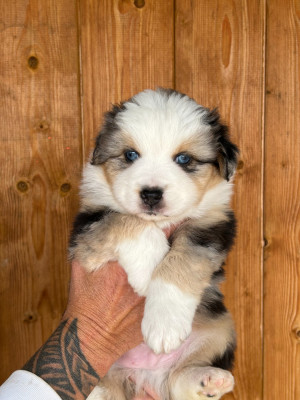 Balou