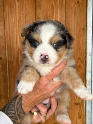 Baxter