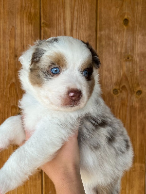 CHIOT 1 collier bleu