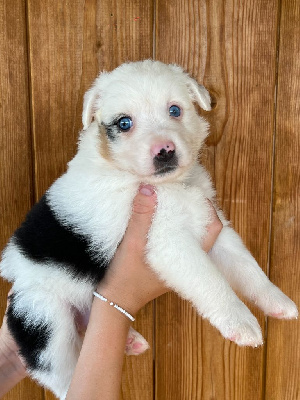 CHIOT 6 collier violet