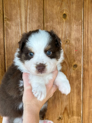 CHIOT 2 collier turquoise