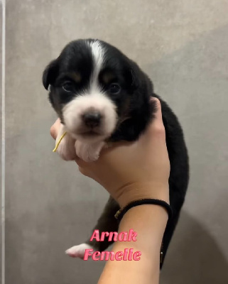 Arnak