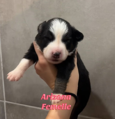 Arizona