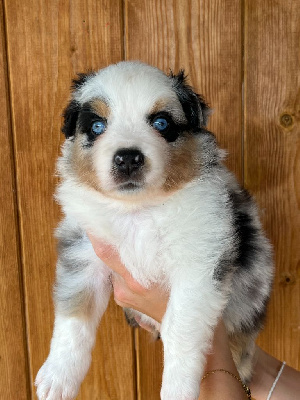 CHIOT 3 collier vert 