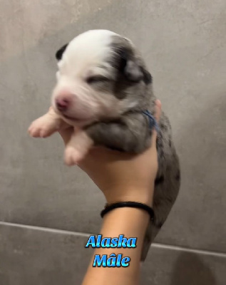 Alaska