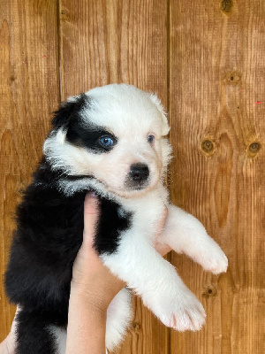 CHIOT 4 collier rose